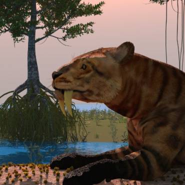 Massage and Sabertooth Tigers